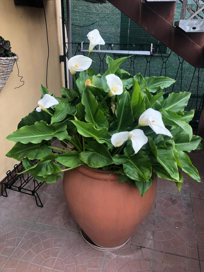 Touristic Apartment "Agata" Sirmione Luaran gambar